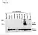 Fig. 09 - SCREENING SYSTEMS AND METHODS FOR IDENTIFYING MODULATORS OF XENOBIOTICMETABOLISM