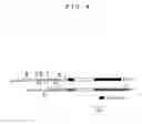 Fig. 05 - Novel miniature inverted-repeat transposable elements (MITEs)-like element and transcriptional activation element
