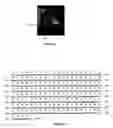 Fig. 02 - Leaf-specific chlorophyll a/b binding protein gene promoter from oil palm