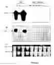 Fig. 07 - Leaf-specific chlorophyll a/b binding protein gene promoter from oil palm