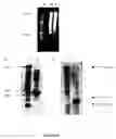 Fig. 08 - Leaf-specific chlorophyll a/b binding protein gene promoter from oil palm