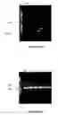 Fig. 09 - Leaf-specific chlorophyll a/b binding protein gene promoter from oil palm
