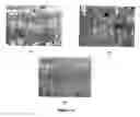 Fig. 14 - Leaf-specific chlorophyll a/b binding protein gene promoter from oil palm