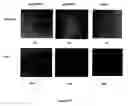 Fig. 15 - Leaf-specific chlorophyll a/b binding protein gene promoter from oil palm