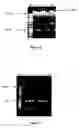 Fig. 16 - Leaf-specific chlorophyll a/b binding protein gene promoter from oil palm