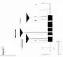 Fig. 02 - Nucleotide sequences mediating male fertility and method of using same
