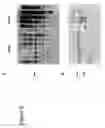 Fig. 03 - Nucleotide sequences mediating male fertility and method of using same