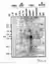 Fig. 04 - Nucleotide sequences mediating male fertility and method of using same