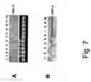 Fig. 16 - Nucleotide sequences mediating male fertility and method of using same