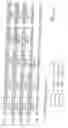 Fig. 19 - Nucleotide sequences mediating male fertility and method of using same