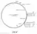 Fig. 05 - P15 hairpin constructs and use
