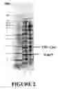 Fig. 03 - Process for purifying target compounds from plant sources using ceramic filtration