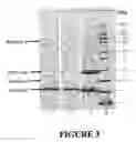Fig. 04 - Process for purifying target compounds from plant sources using ceramic filtration