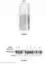 Fig. 04 - Method for producing transgenic plants with increased yield, comprising expressing of haemoglobin from 