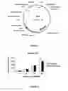 Fig. 06 - Method for producing transgenic plants with increased yield, comprising expressing of haemoglobin from 