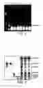Fig. 03 - Technique for extending biological sugar chain via introduction of glycosyltransferase gene