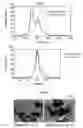 Fig. 04 - Method for producing single crystal of multi-element oxide single crystal containing bismuth as constituting element