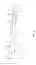 Fig. 05 - Engine accessory layout structure for vehicle