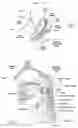 Fig. 03 - Devices, systems, and methods using magnetic force systems in or on tissue in an airway