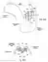 Fig. 29 - Devices, systems, and methods using magnetic force systems in or on tissue in an airway