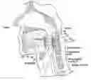 Fig. 01 - Magnetic devices, systems, and methods placed in or on a tongue
