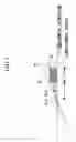 Fig. 06 - Electron beam system and electron beam measuring and observing methods