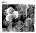 Fig. 06 - Method for surface treatment of nickel nanoparticles with organic solution