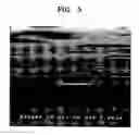 Fig. 05 - Light emitting device having protrusion and recess structure and method of manufacturing same