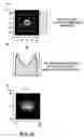 Fig. 09 - Illumination optical system and projection display optical system