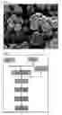 Fig. 02 - Method for surface treatment of nickel particles with acid solution