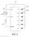 Fig. 04 - Structure of a shining personal adornment