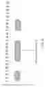 Fig. 66 - Information storage medium, reproducing method, and recording method