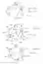 Fig. 02 - Directed acyclic graph discovery and network prefix information distribution relative to a clusterhead in an ad hoc mobile network