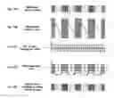 Fig. 16 - Method and device for driving a directional speaker