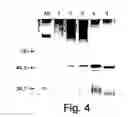 Fig. 07 - 2-O sulfatase nucleic acid compositions