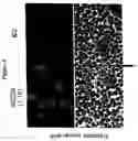 Fig. 06 - Antibodies directed against amyloid-beta peptide and nucleic acids encoding same