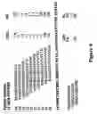 Fig. 07 - Antibodies directed against amyloid-beta peptide and nucleic acids encoding same