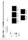 Fig. 04 - Polypeptides, polynucleotides encoding same, antibodies thereagainst and methods of using same for diagnosing and treating cancer and skeletal disorders