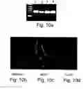 Fig. 07 - Polypeptides, polynucleotides encoding same, antibodies thereagainst and methods of using same for diagnosing and treating cancer and skeletal disorders
