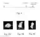 Fig. 05 - Phytol derived immunoadjuvants and their use in vaccine formulations