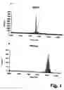 Fig. 02 - Methylated heparin-binding hemagglutinin recombinant mycobacterial antigen, preparation method and immunogenic compositions comprising same