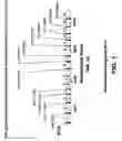 Fig. 02 - Chimeric alphavirus replicon particles