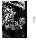 Fig. 10 - Chitosan based dressing