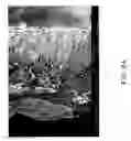 Fig. 12 - Chitosan based dressing