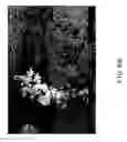 Fig. 13 - Chitosan based dressing