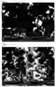 Fig. 03 - Composite coating for finishing of hardened steels