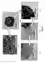 Fig. 06 - Method of producing membrane electrode assemblies for use in proton exchange membrane and direct methanol fuel cells