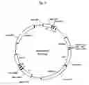 Fig. 03 - hERG channel-expressing cell