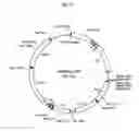 Fig. 04 - hERG channel-expressing cell
