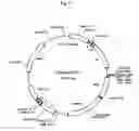 Fig. 05 - hERG channel-expressing cell